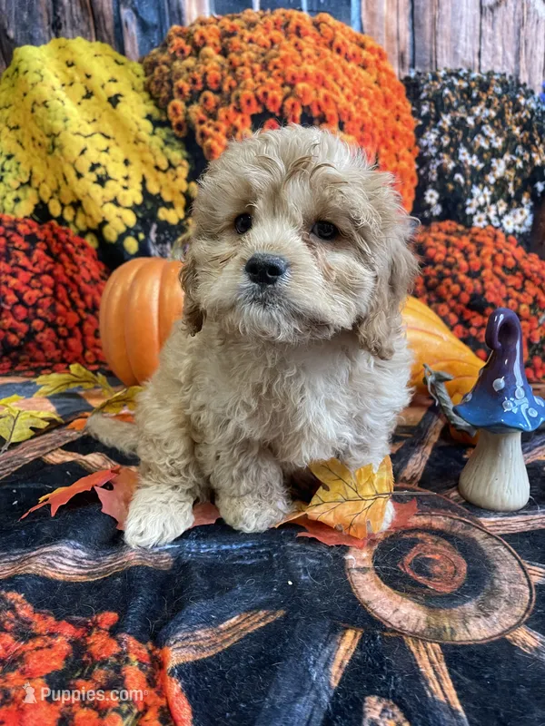 Ranger – Cavapoo puppy for sale in Newton, IA