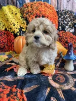 Ranger, a male Cavapoo for sale in Newton, IA – 1 of 4