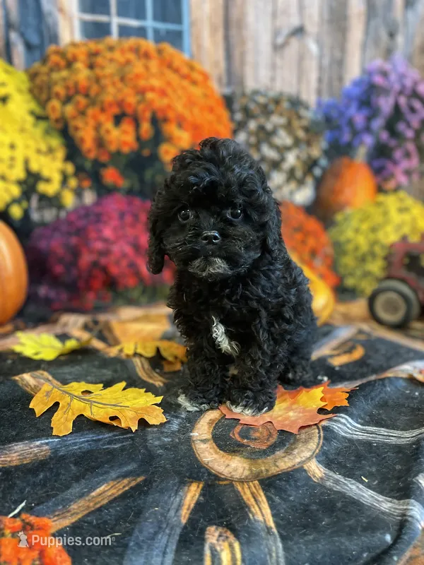 Gus gus – Cavapoo puppy for sale in Newton, IA