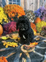 Gus gus, a male Cavapoo for sale in Newton, IA – 1 of 3