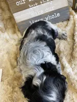 Tag, a male Cocker Spaniel for sale in Newton, IA – 2 of 4