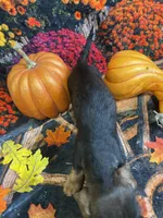 Gertie, a female Miniature Dachshund for sale in Newton, IA – 4 of 4