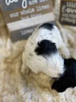 Cindy , a female Cocker Spaniel for sale in Newton, IA – 2 of 4