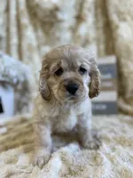 Brice, a male Cocker Spaniel for sale in Newton, IA – 3 of 4