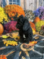 Gus gus, a male Cavapoo for sale in Newton, IA – 2 of 3