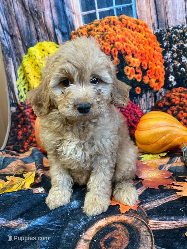 Hugo – Cockapoo puppy for sale in Newton, IA