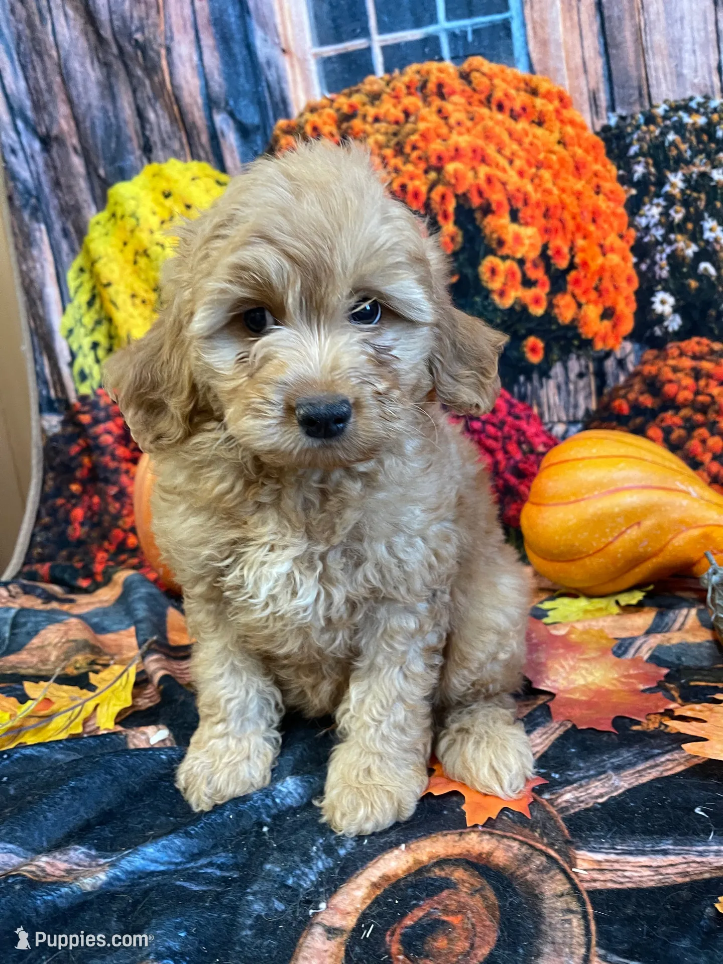 Hugo, a male Cockapoo for sale in Newton, IA – 1 of 3