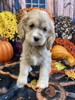 Savanah, a female Cocker Spaniel for sale in Newton, IA – 1 of 3