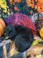 Razzberrie , a female Miniature Dachshund for sale in Newton, IA – 3 of 3