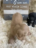Linus, a male Miniature Dachshund for sale in Newton, IA – 5 of 5