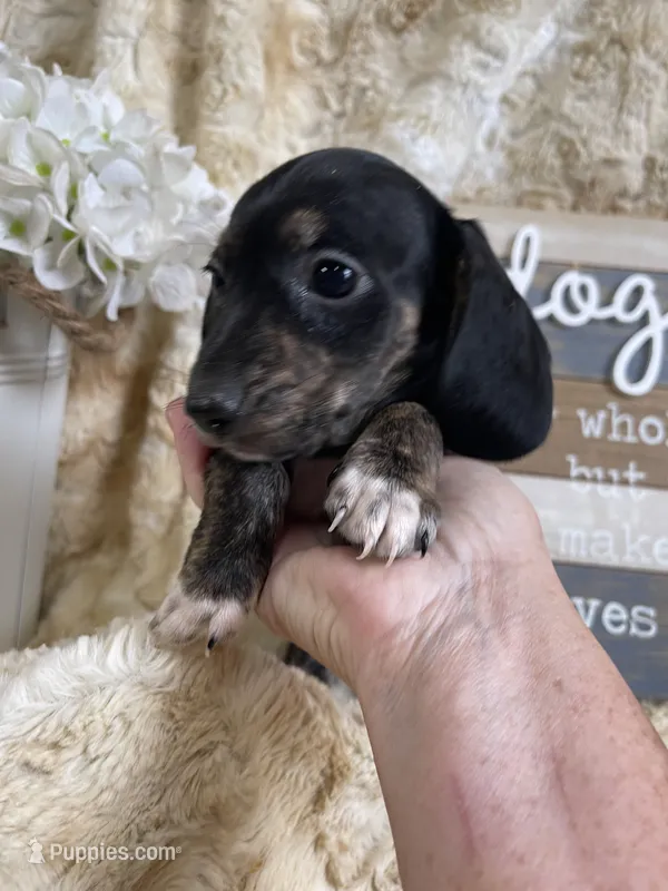 Topanga – Miniature Dachshund puppy for sale in Newton, IA