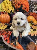 Tank, a male Cocker Spaniel for sale in Newton, IA – 4 of 4
