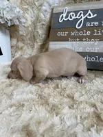 Ralph, a male Miniature Dachshund for sale in Newton, IA – 2 of 3