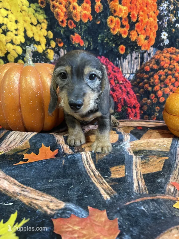 Buster – Miniature Dachshund puppy for sale in Newton, IA