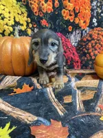 Buster, a male Miniature Dachshund for sale in Newton, IA – 1 of 5
