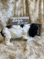Cindy , a female Cocker Spaniel for sale in Newton, IA – 3 of 4