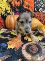 Dottie, a female Miniature Dachshund for sale in Newton, IA – 3 of 6