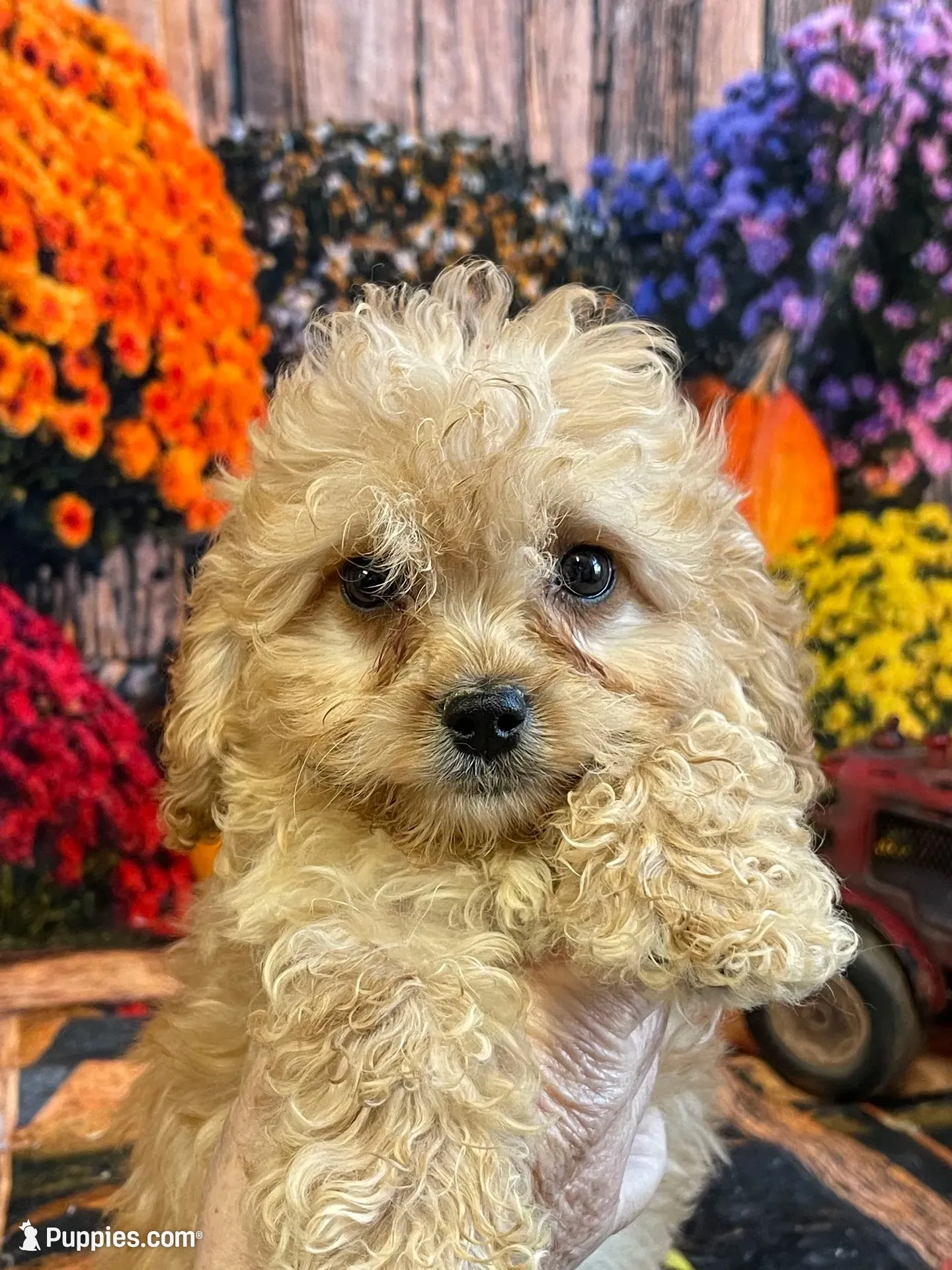 Hannah, a female Cavapoo for sale in Newton, IA – 3 of 4