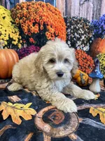 Hollie, a male Cockapoo for sale in Newton, IA – 2 of 3