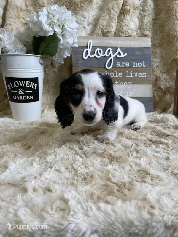 Snoopy, a female Miniature Dachshund for sale in Newton, IA – Photo 1 of 3