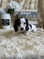 Snoopy, a female Miniature Dachshund for sale in Newton, IA – Photo 1 of 3