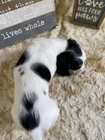 Snoopy, a female Miniature Dachshund for sale in Newton, IA – Photo 2 of 3
