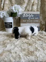 Snoopy, a female Miniature Dachshund for sale in Newton, IA – Photo 3 of 3