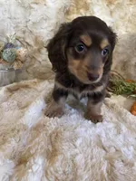 Hannah, a female Miniature Dachshund for sale in Newton, IA – Photo 2 of 2