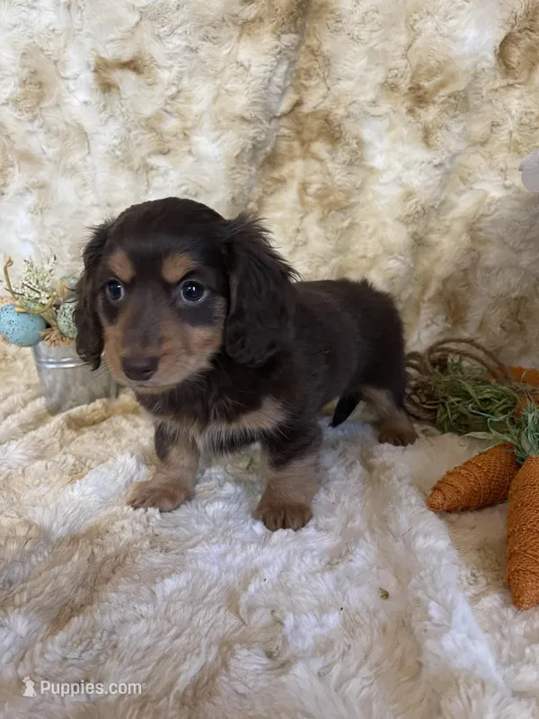 Hannah, a female Miniature Dachshund for sale in Newton, IA – Photo 1 of 2