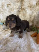Hannah, a female Miniature Dachshund for sale in Newton, IA – Photo 1 of 2