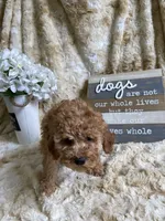 Ginger, a female Cockapoo for sale in Newton, IA – 4 of 4