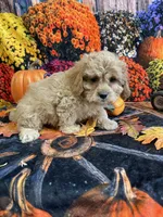 Ranger, a male Cavapoo for sale in Newton, IA – 3 of 4