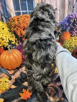 Hank, a male Cockapoo for sale in Newton, IA – 4 of 4