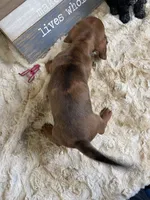 Cecilia, a female Miniature Dachshund for sale in Newton, IA – 6 of 6