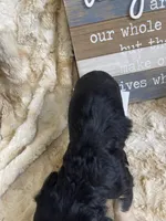Casanova, a male Miniature Dachshund for sale in Newton, IA – 3 of 6