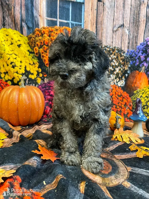 Hank – Cockapoo puppy for sale in Newton, IA
