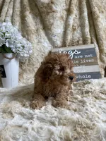 Ginger, a female Cockapoo for sale in Newton, IA – 2 of 4