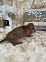 Cecilia, a female Miniature Dachshund for sale in Newton, IA – 3 of 6