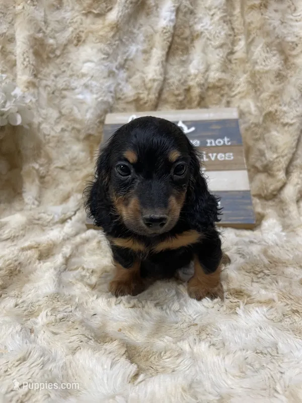 Jimothy – Miniature Dachshund puppy for sale in Newton, IA