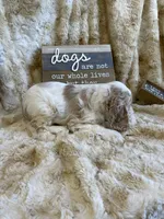 Gidget, a female Cocker Spaniel for sale in Newton, IA – 2 of 3