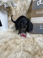 Topanga, a female Miniature Dachshund for sale in Newton, IA – 5 of 5