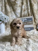Knick-Knack, a male Cockapoo for sale in Newton, IA – 2 of 4