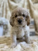 Brice, a male Cocker Spaniel for sale in Newton, IA – 2 of 4