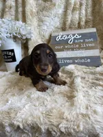 Johhnie, a male Miniature Dachshund for sale in Newton, IA – 4 of 5