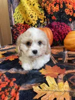 Daisey, a female Cavapoo for sale in Newton, IA – 1 of 3