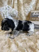 Tag, a male Cocker Spaniel for sale in Newton, IA – 4 of 4