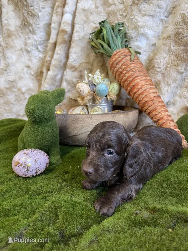Juliet – Miniature Dachshund puppy for sale in Newton, IA