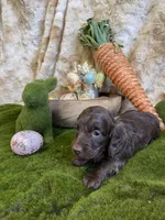 Juliet, a female Miniature Dachshund for sale in Newton, IA – Photo 1 of 4