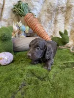 Juliet, a female Miniature Dachshund for sale in Newton, IA – Photo 3 of 4