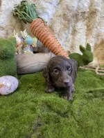 Juliet, a female Miniature Dachshund for sale in Newton, IA – Photo 4 of 4